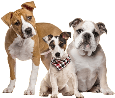 Discount dog boarding