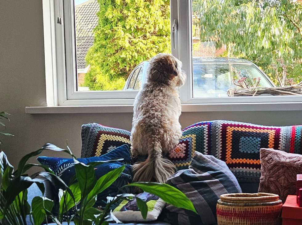 Dog boarding Bangor, Groomsport, Donagadee, Newtownards