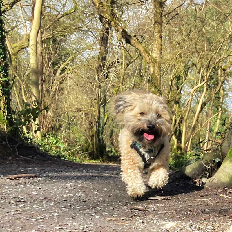Dog sitting in Bangor, Co. Down