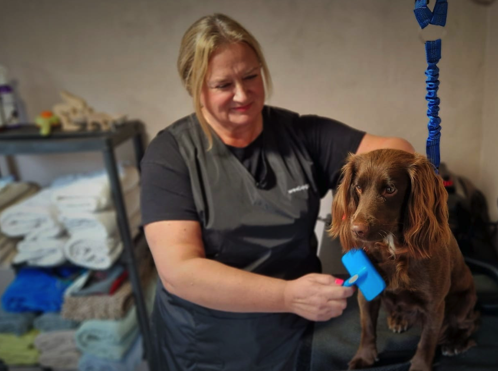 Dog boarding Bangor, Groomsport, Donagadee, Newtownards